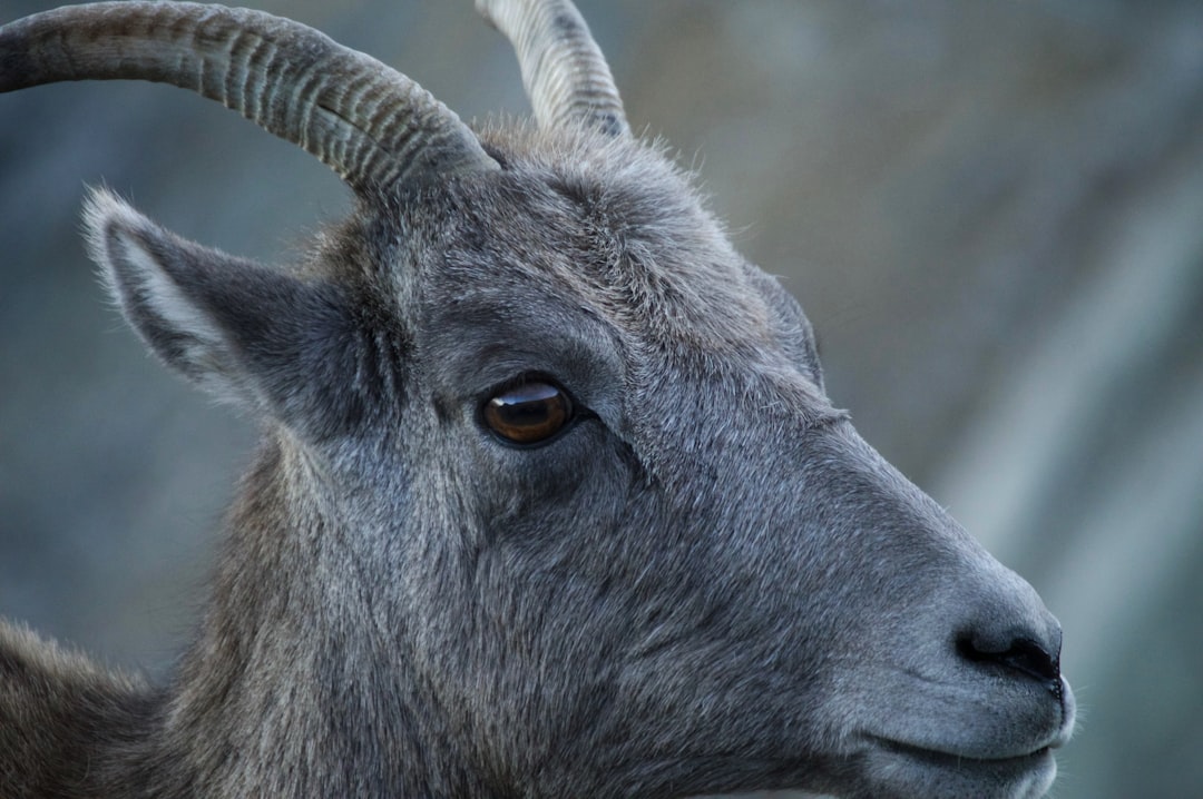 Photo Goat horns - Animal horns