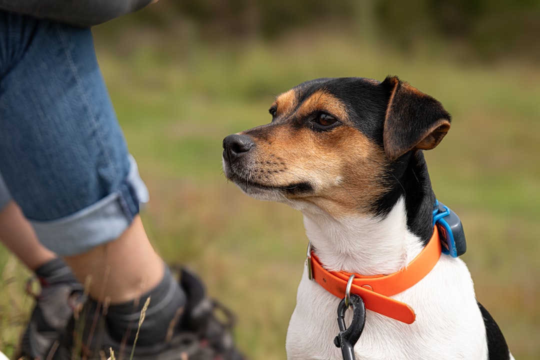 Photo Dog collar