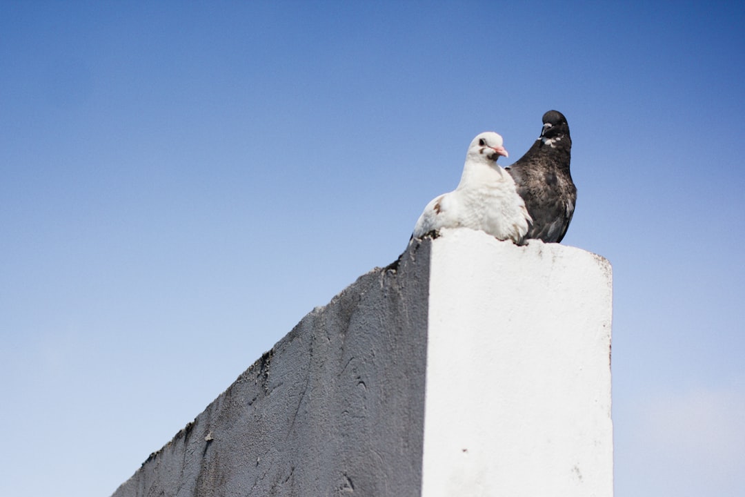 Photo Pigeon breed