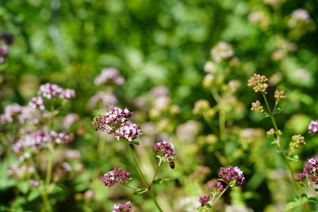 Photo Lavender oil