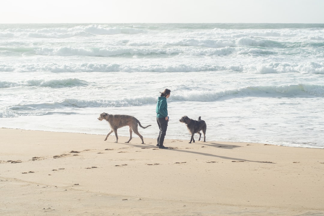 Photo Beach with dogs