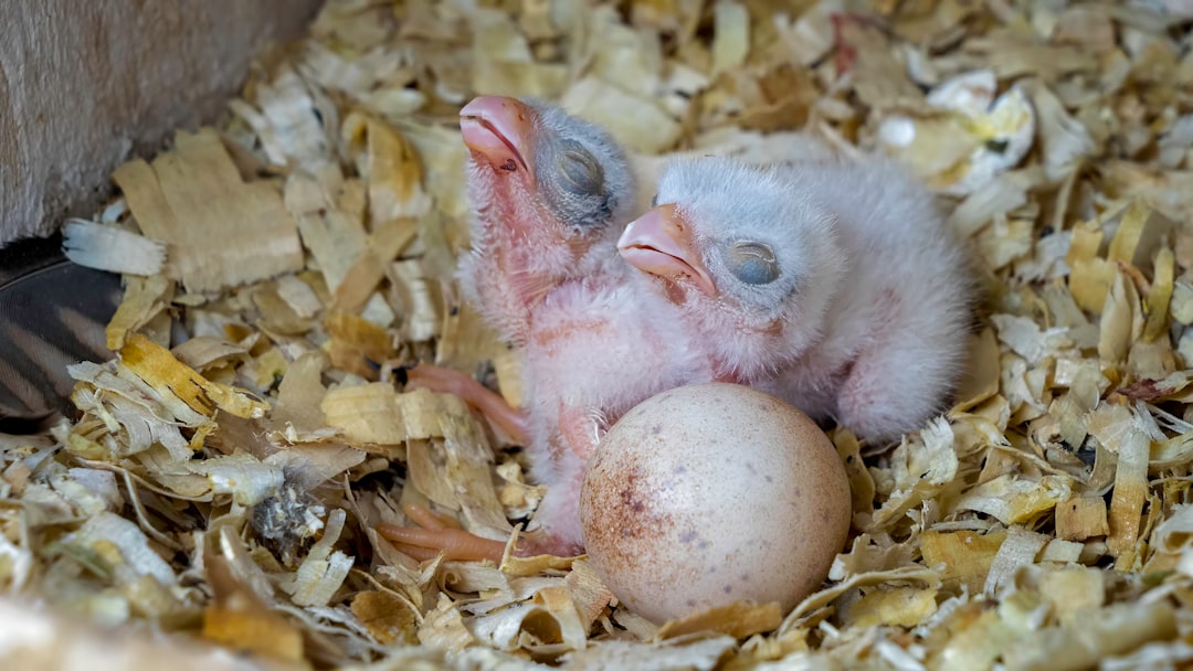 Photo Nest egg